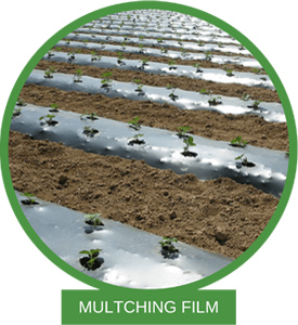 Multching film Chandigarh